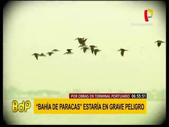 Bahía de Paracas estaría en grave peligro 