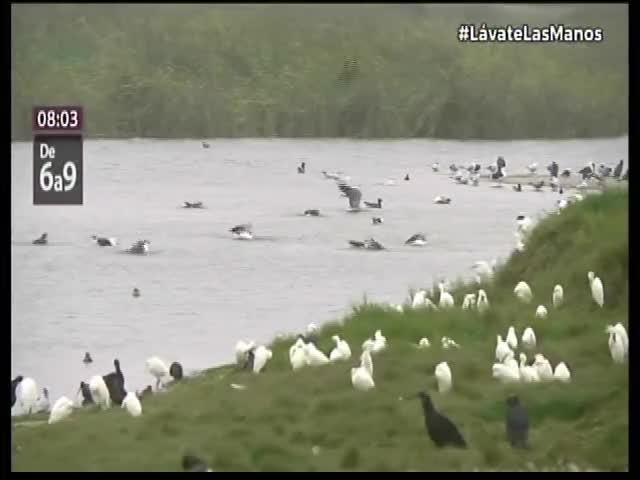 Más de 200 especies de aves habitan en los Pantanos de Villa 