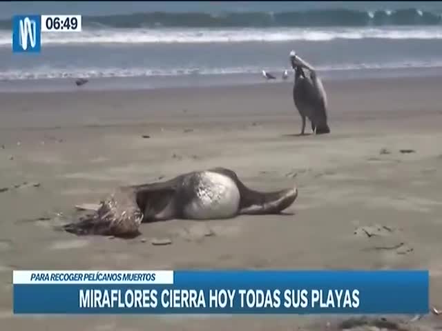 Miraflores cierra playas