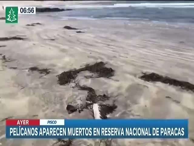 Pelícanos aparecen muertos en Paracas