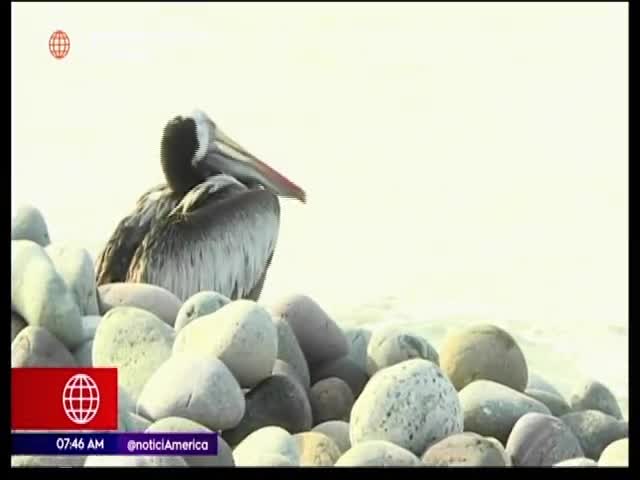 Miraflores restringirá el ingreso a sus playas 