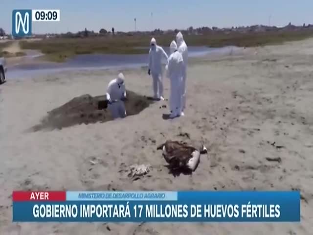 Gobierno importará 17 millones de huevos fértiles 