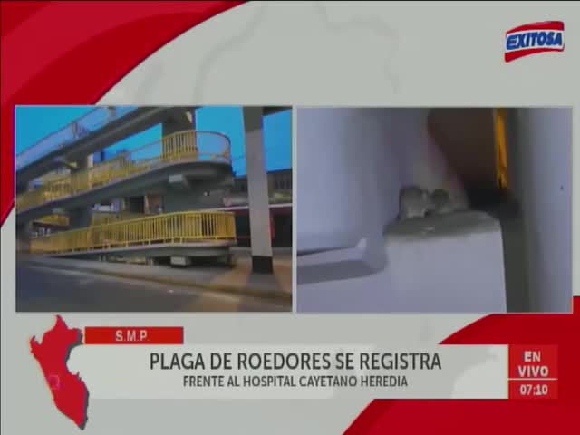 Plaga de roedores se registra frente al hospital Cayetano Heredia 