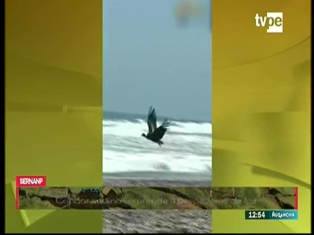 Cóndor andino sorprende a pescadores de Ica 