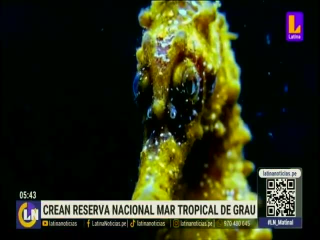 Crean reserva del mar tropical de Grau