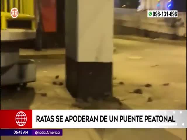 Denuncian presencia de ratas en San Martín de Porres