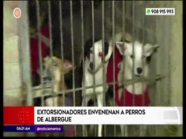 Extorsionadores envenenan a perros de albergue