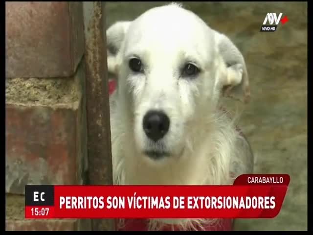 Extorsionadores envenenan a perros en Carabayllo 